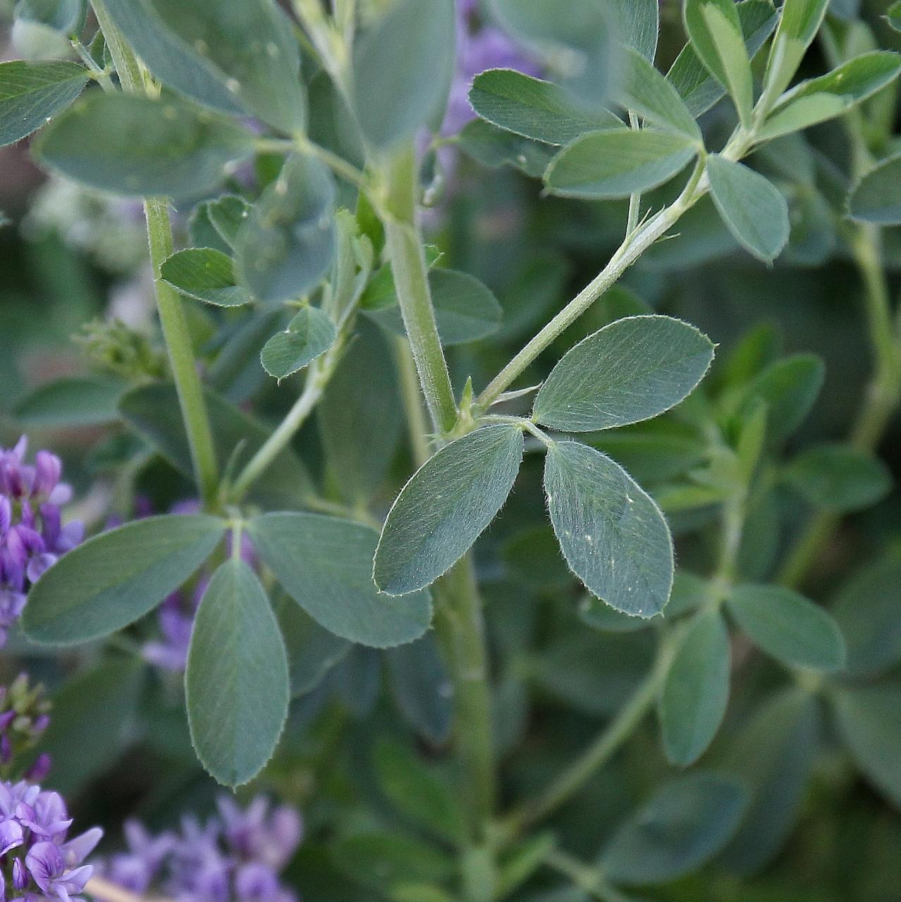 Alfalfa Herbal Teas, sagehillbotanicals.com