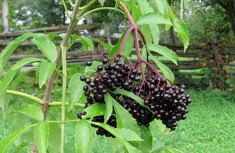 Antiviral Herb Elderberry