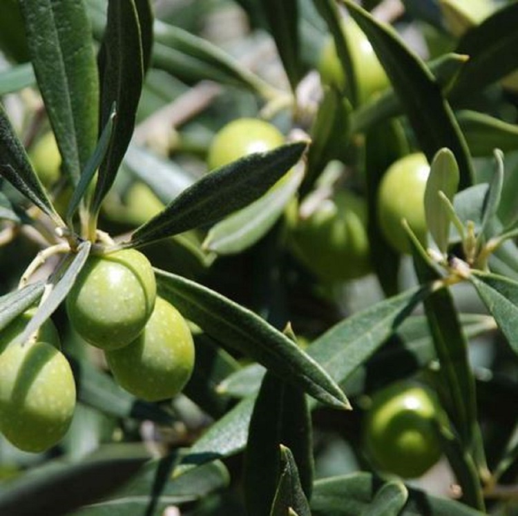 Olive Leaf and Oil