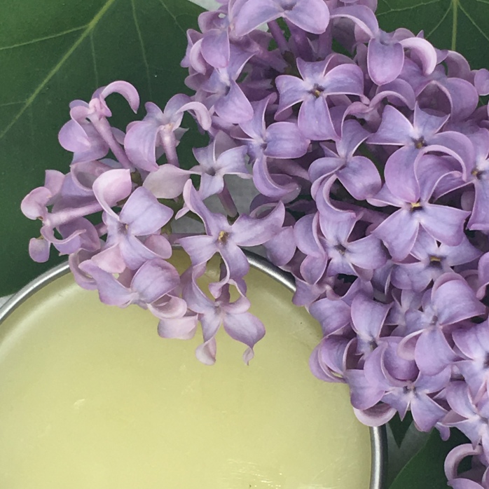 Lilac Infused Oil and Salve